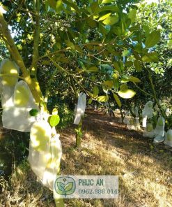 Vườn mít thái tại miền tây