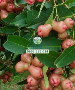 Cây mận hồng đang cho trái, trái còn non chưa chín hẳn