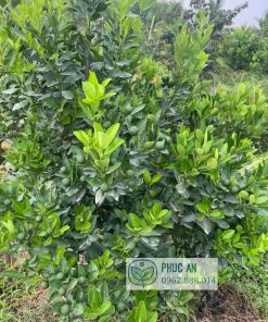 Tắc bánh xe dễ trồng và năng suất cao