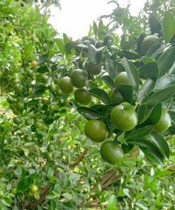 Cây tắc bánh xe cho trái thu hoạch sau 6 tháng trồng