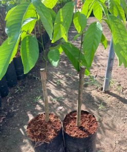 Cây giống chôm chôm Indo