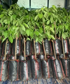 Cây giống chôm chôm indo chất lượng