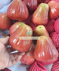 Thu hoạch mận hồng st