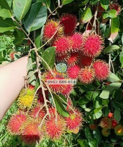 Chôm chôm tiến cường ra hoa kết trái sau 3 năm trồng từ cây ghép