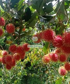 Năng suất chôm chôm tiến cường rất cao