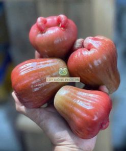 Cận cảnh trái mận hồng, rất to và đẹp mắt