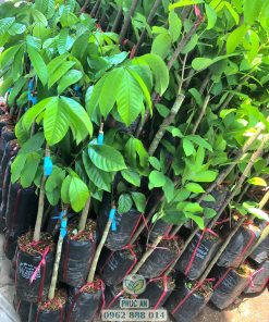 giống bòn bon thái-cây giống phúc an