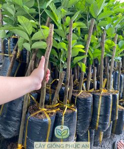 Cây giống chôm chôm Tiến Cường loại 1p7-2p tại Phúc An