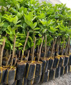 Cây giống chôm chôm Tiến Cường loại 1p7-2p tại Phúc An