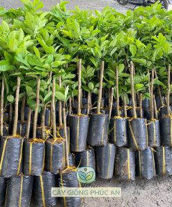 Cây giống chôm chôm Tiến Cường loại 1p7-2p tại Phúc An