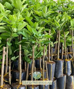 Cây giống chôm chôm Tiến Cường loại 1p7-2p tại Phúc An