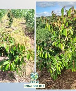 Khách hàng phản hồi trồng vú sữa mica được 1 năm tại Tây Nguyên
