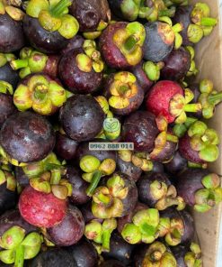 Thu hoạch măng cụt Thái