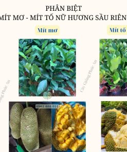 Phân biệt mít tố nữ, mít mơ, mít tố nữ hương sầu riêng