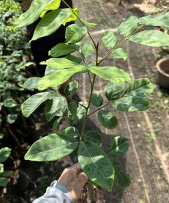 Cây giống chôm chôm Thái tại Phúc An