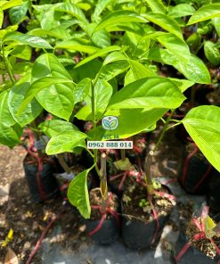 Cây giống dâu da xanh tại Phúc An