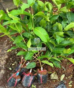 Vườn ươm cây giống mận hồng st ở Bến Tre