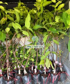 Cây giống mận hồng st có hoa sớm khi còn nhỏ