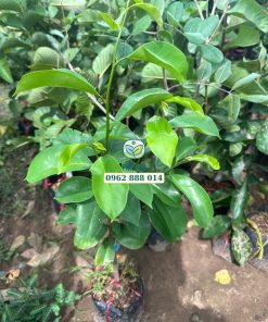Cây giống mãng cầu xiêm thái size lỡ - Phúc An