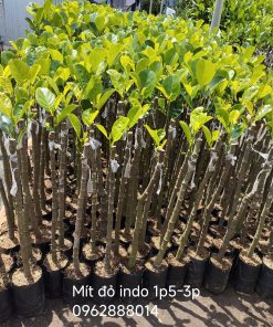 Cây mít ruột đỏ indo tại Phúc An