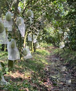 Mít thái có năng suất cao