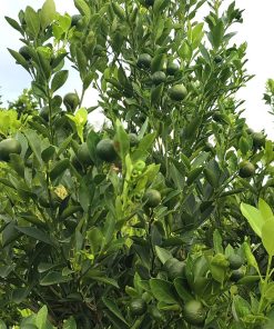 Cây tắc bánh xe cho trái thu hoạch sau 6 tháng trồng