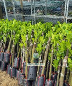 Lô mít ruột đỏ indo Phúc An giao cho khách