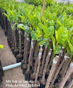 Cây giống mít thái siêu sớm tại Phúc An