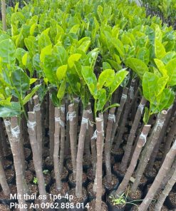 Cây giống mít thái siêu sớm Phúc An cung cấp