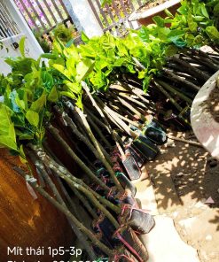 Mít thái Phúc An giao tới nhà cho khách