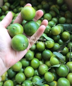 Thu hoạch tắc bánh xe vào mùa nắng để được giá tốt