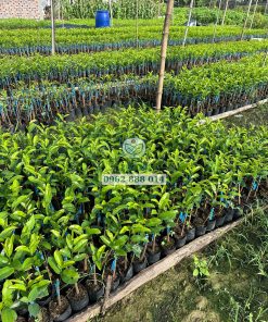 Vườn ươm cây giống mãng cầu xiêm thái-Phúc An