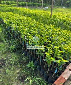 Vườn ươm cây giống mãng cầu xiêm thái-Phúc An