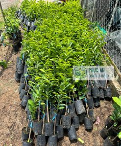 Cây giống mãng cầu xiêm thái nuôi bầu nhỏ