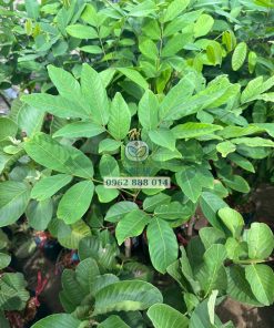 Cây giống chôm chôm tiến cường Phúc An cung cấp