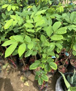 Cây giống chôm chôm thái