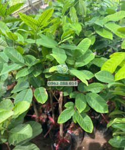 Cây giống chôm chôm tiến cường Phúc An cung cấp