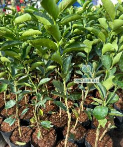 Cây giống chanh không hạt hàng nuôi bầu tại Phúc An