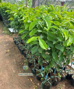 Cây giống mãng cầu xiêm Thái LOẠI TRUNG