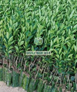 Cây giống tắc không hạt Phúc An giao cho khách hàng