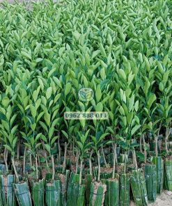 Cây giống tắc không hạt Phúc An giao cho khách hàng