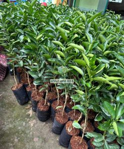 Cây giống chanh không hạt hàng nuôi bầu tại Phúc An