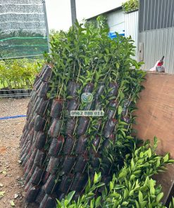 Lô cây chanh không hạt xuất vườn giao cho khách