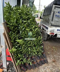 Lô cây chanh không hạt xuất vườn giao cho khách