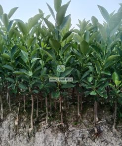 Vườn ghép cây giống tắc không hạt Phúc An