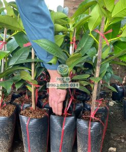 Cây giống măng cụt Thái ghép do Phúc An cung cấp