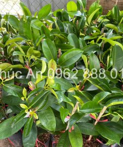 Cây giống măng cụt Thái ghép do Phúc An cung cấp