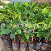 Phúc An xuất vườn cây măng cụt Thái ghép, đạt tiêu chuẩn khỏe đẹp
