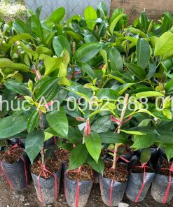 Phúc An xuất vườn cây măng cụt Thái ghép, đạt tiêu chuẩn khỏe đẹp