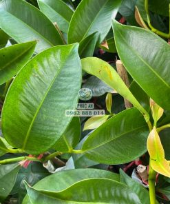 Cận cảnh lá măng cụt Thái do Phúc An cung cấp